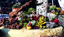 多肉漫画,绿意盎然的奇幻世界